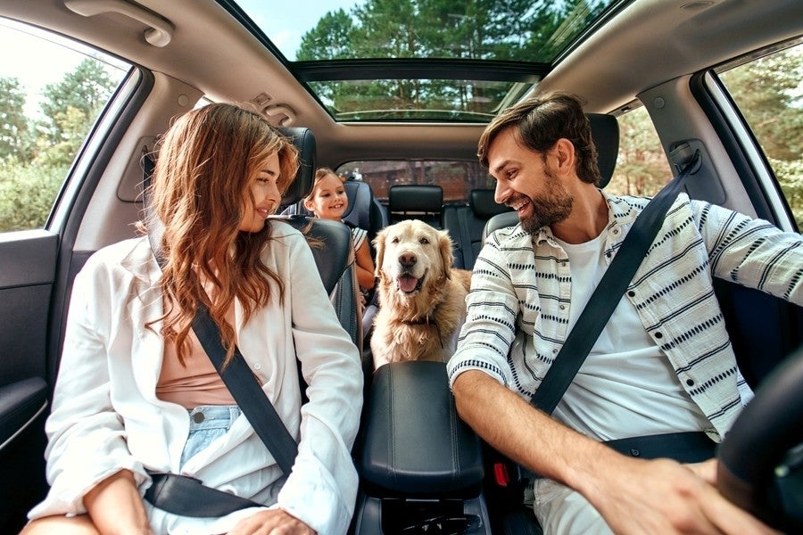 Driving with pets can be dangerous, experts warn